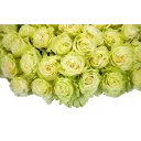 Kytice bílých růží